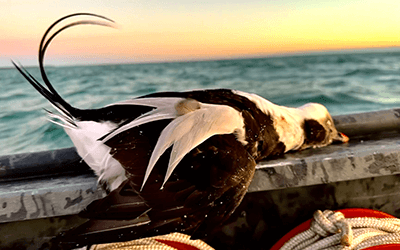 Old Squaw (Long-Tailed Duck)